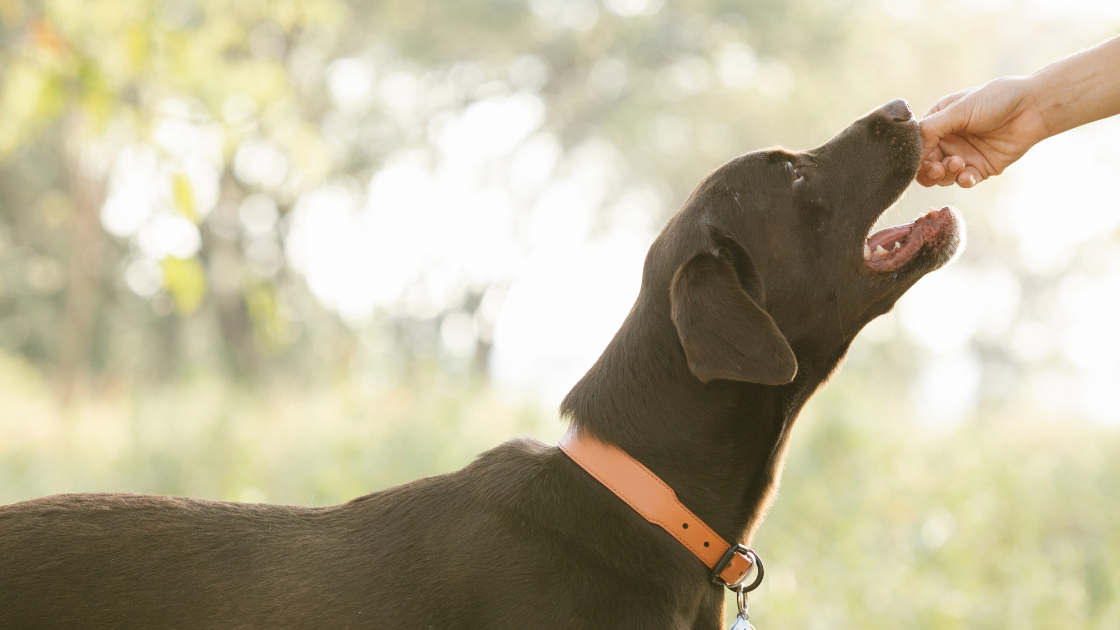 dog-food-summer