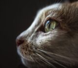 7 Signs You Love Cats