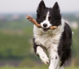 Does your dog need more exercise? Find out now