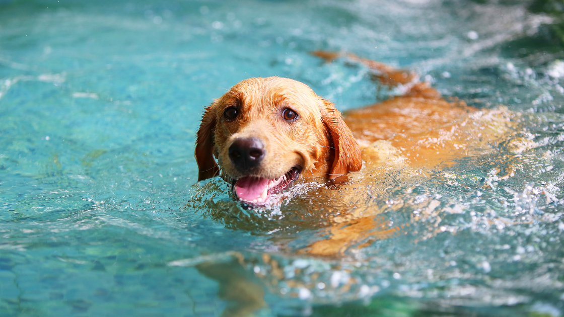 dog in the water