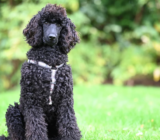 An iconic breed, much more than a lap dog
