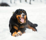9 dog breeds suitable for mountain trips