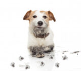 Dog too rebellious? Here are some causes of this behavior