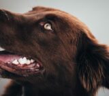 Dental health in dogs: more important than I thought
