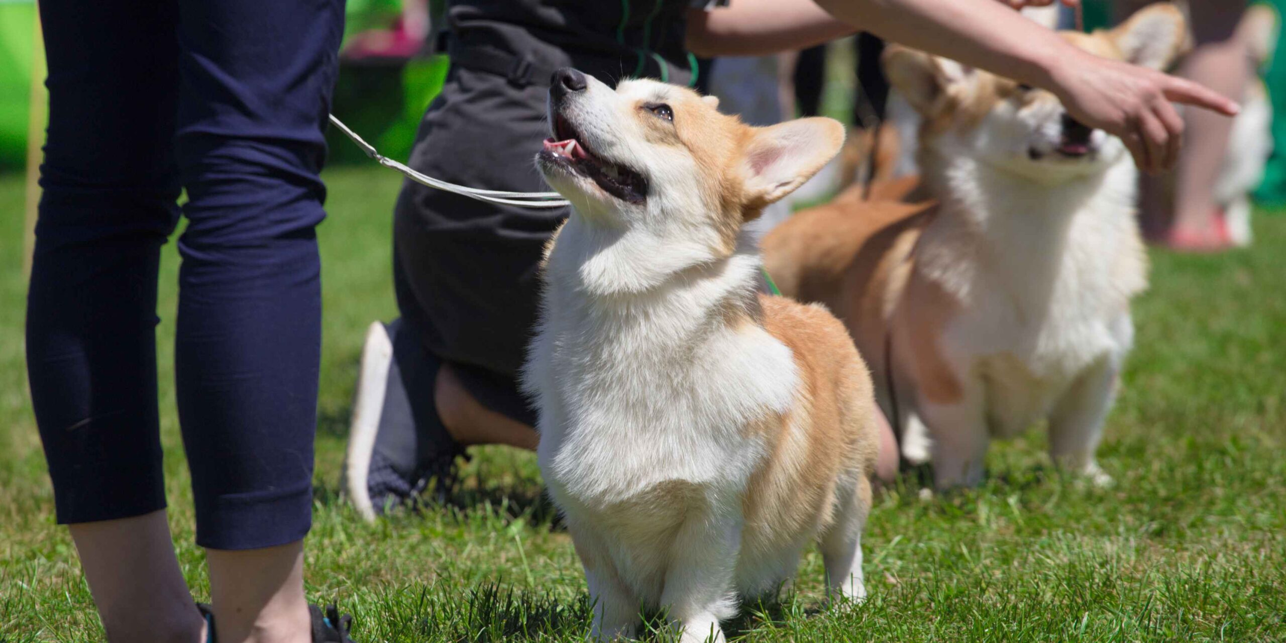 a little dog with a big personality