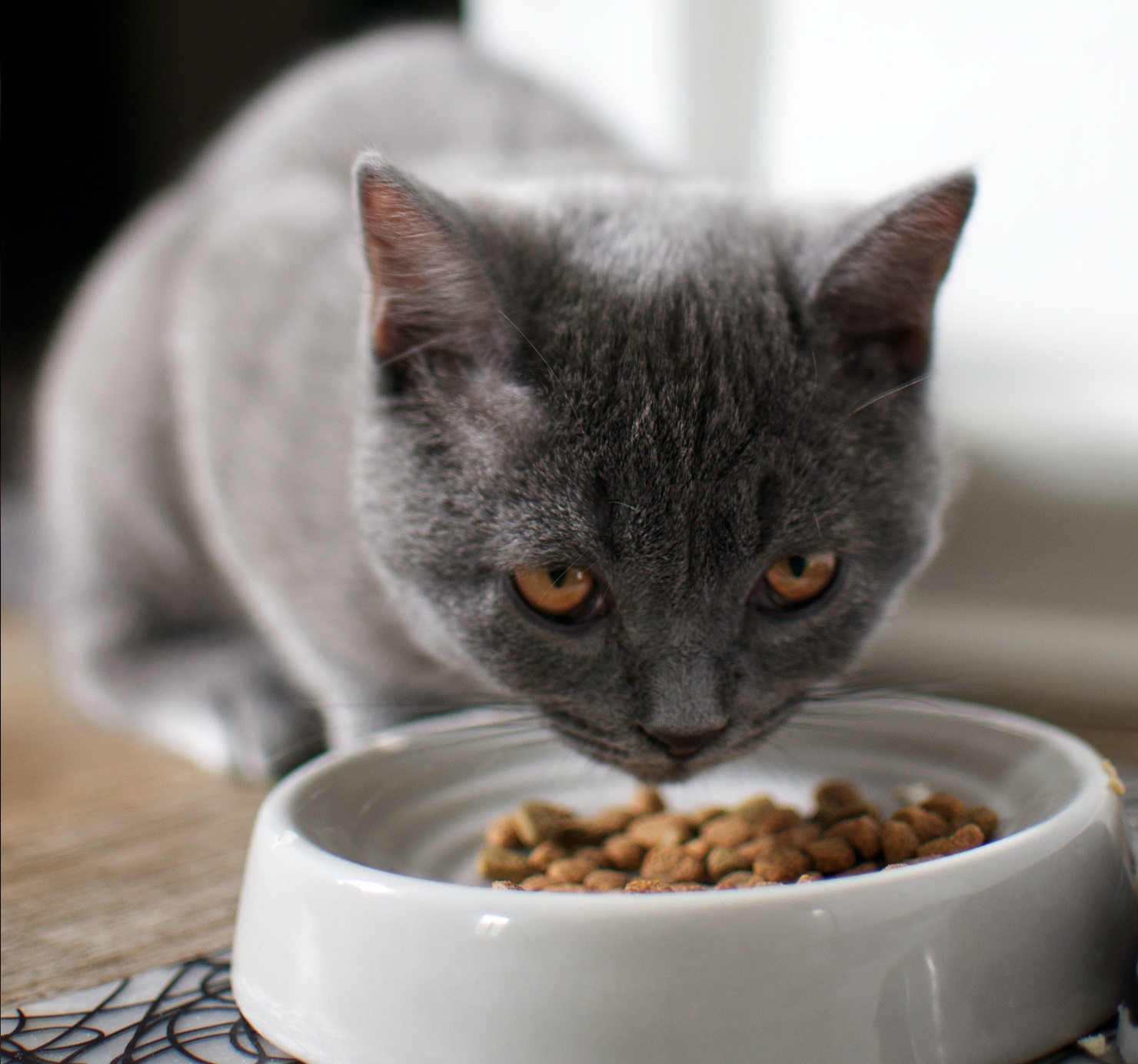 cat food