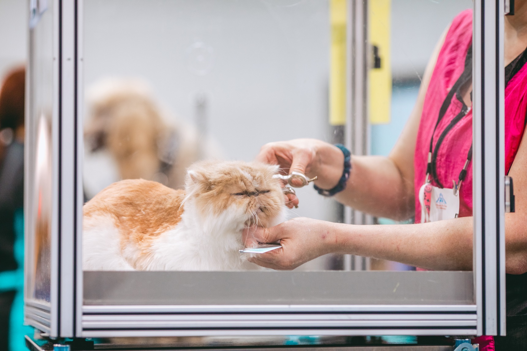 cat-care-salon