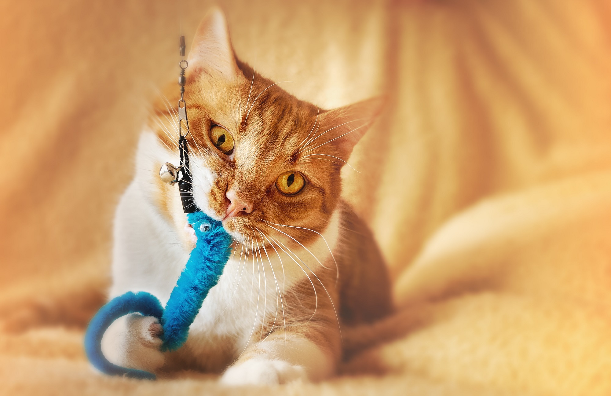 cat games