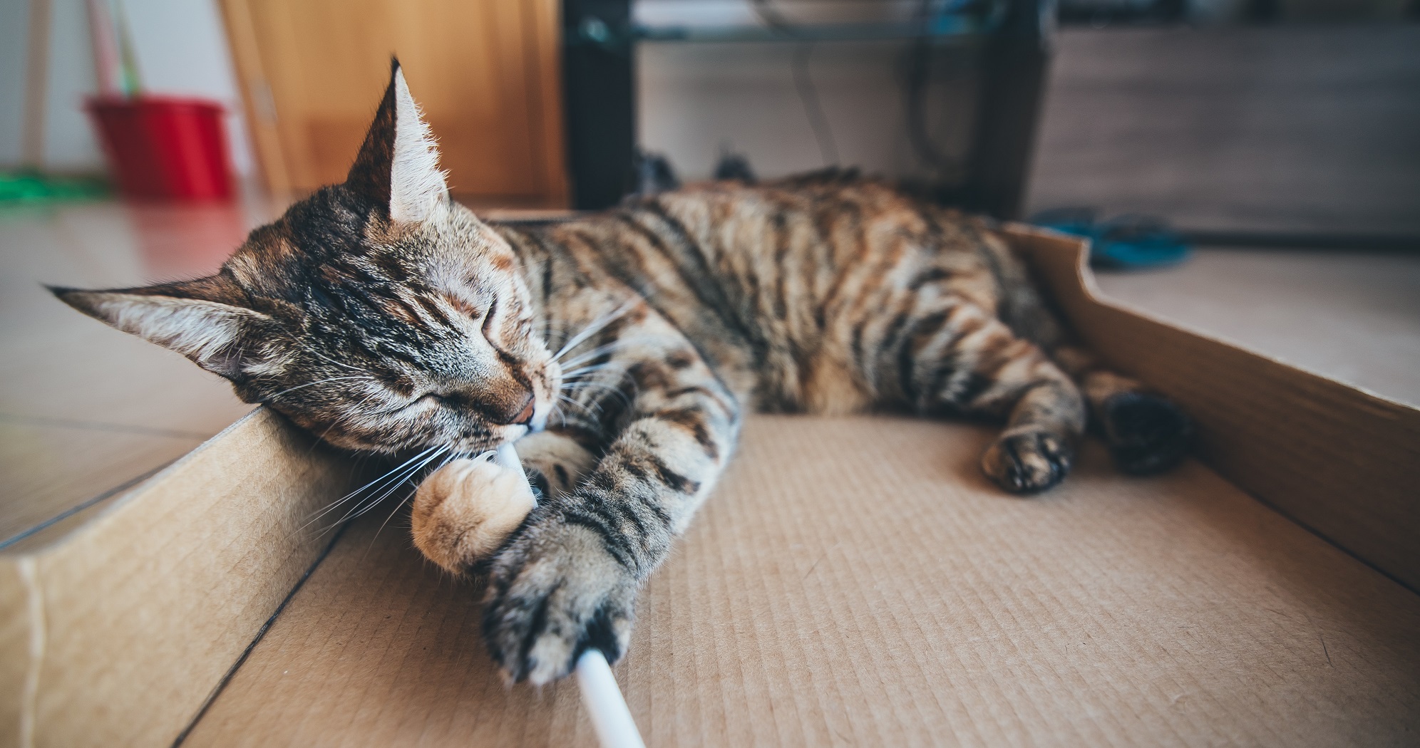 toys-for-cats-at-home