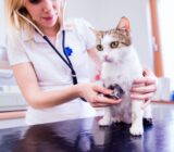 Do your cat’s problems seem never-ending? Here are the solutions