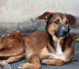 Tips on how to take care of an abandoned dog
