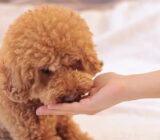 Because wet food can be an essential ally for your health