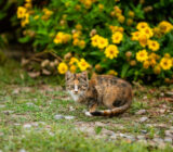 What should we consider before adopting a pet?
