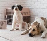 Adopt: save a life!