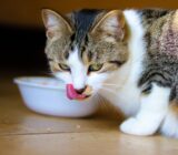 Brief guide for correct cat nutrition