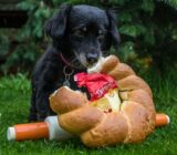 Obesity in dogs and what to do?