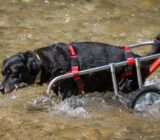 The life of a locomotor disabled dog