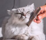 Cat landscaping and care must begin with…