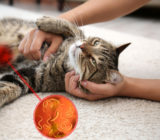 Why is parasite prevention important in cats?