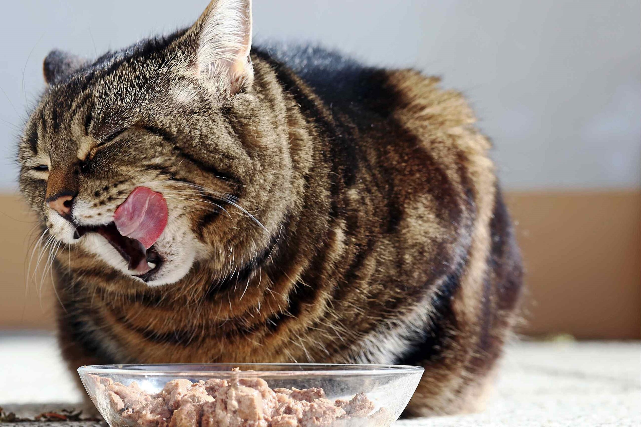 10 reasons why pets gain weight without realizing it