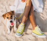 Do you want to take your dog to the beach? Here are some things you need to know