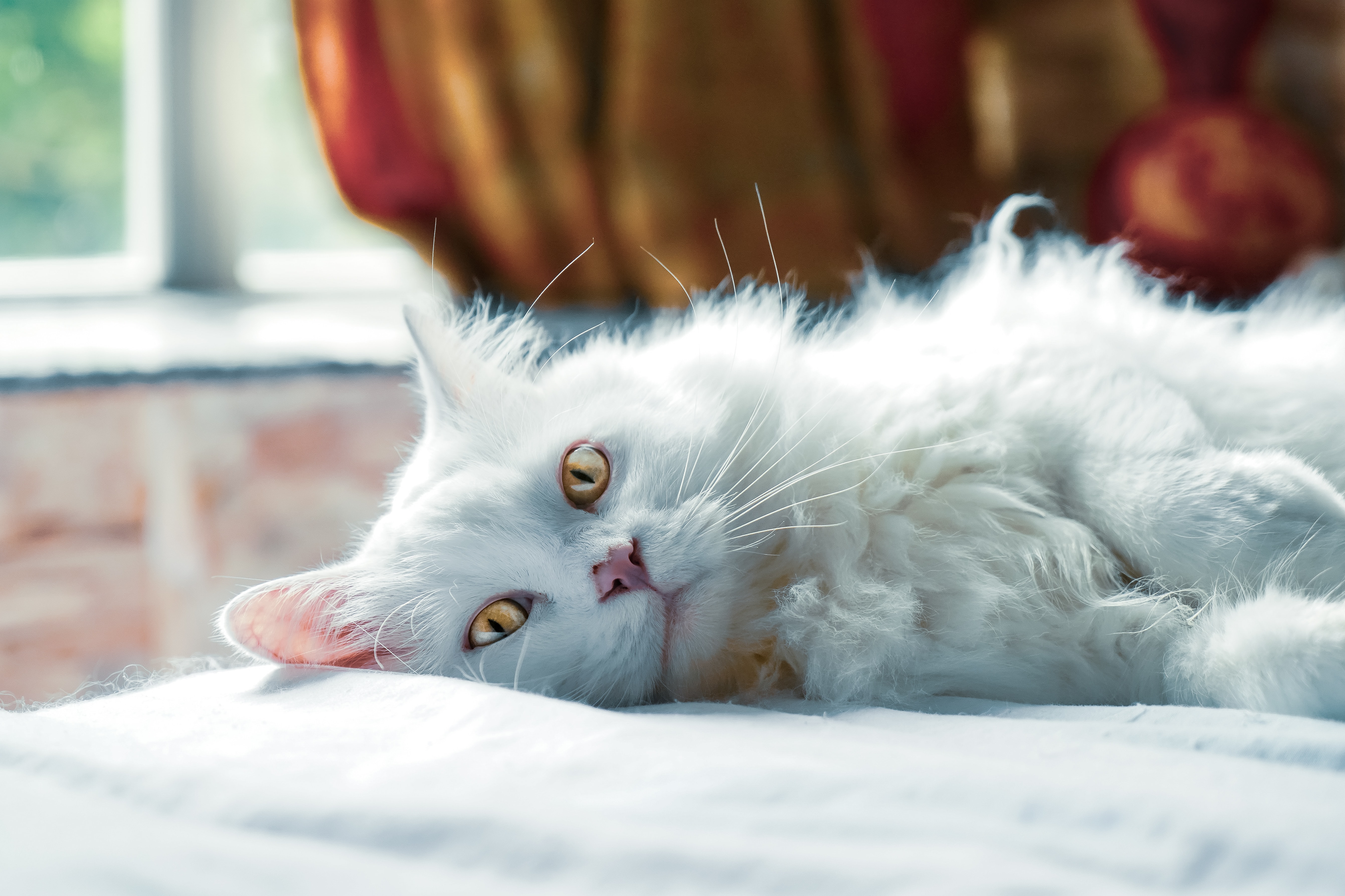 cats at home