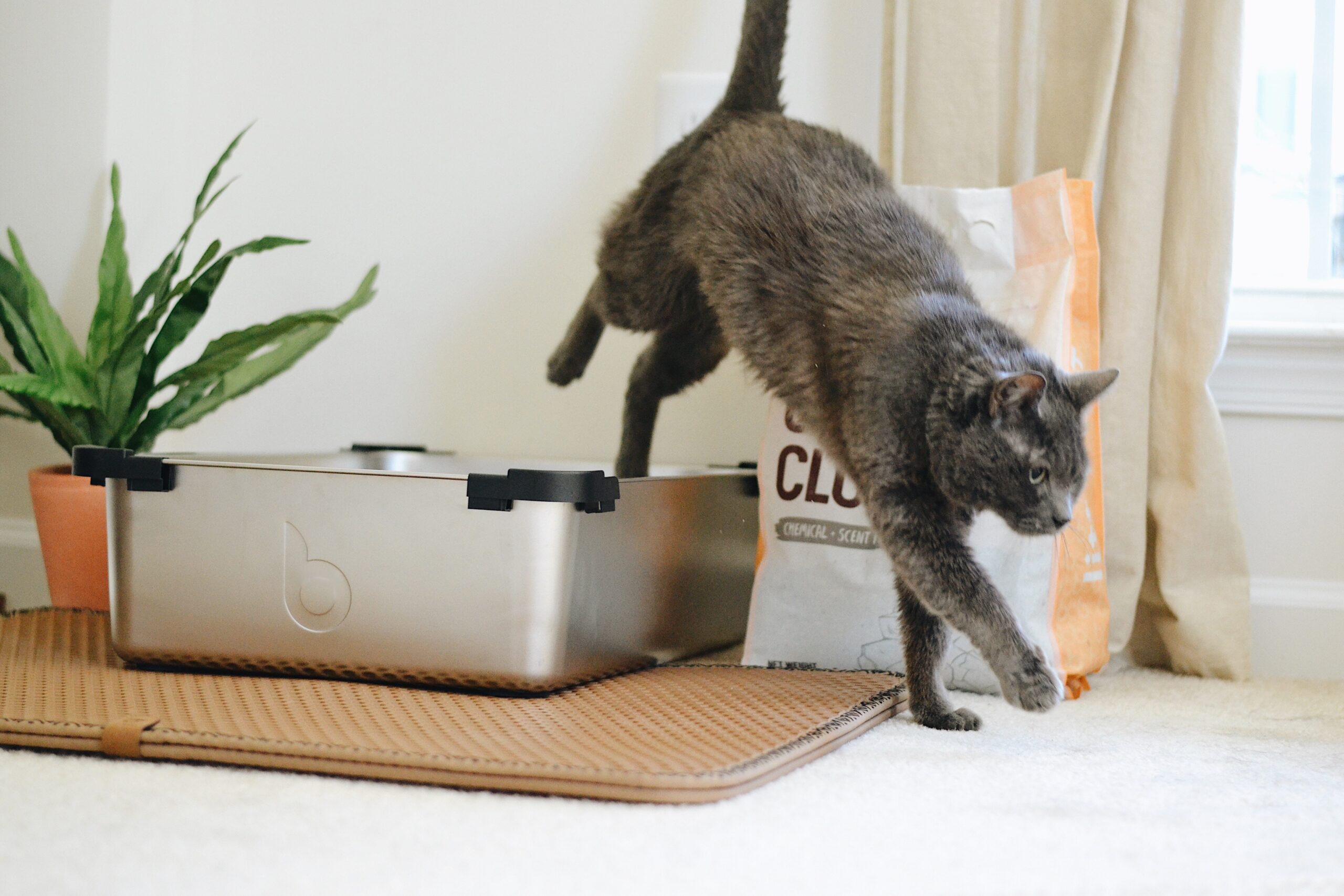 How do you choose and use cat litter?