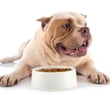 Is my dog ​​normal or overweight? Tips for correctly assessing your dog’s weight