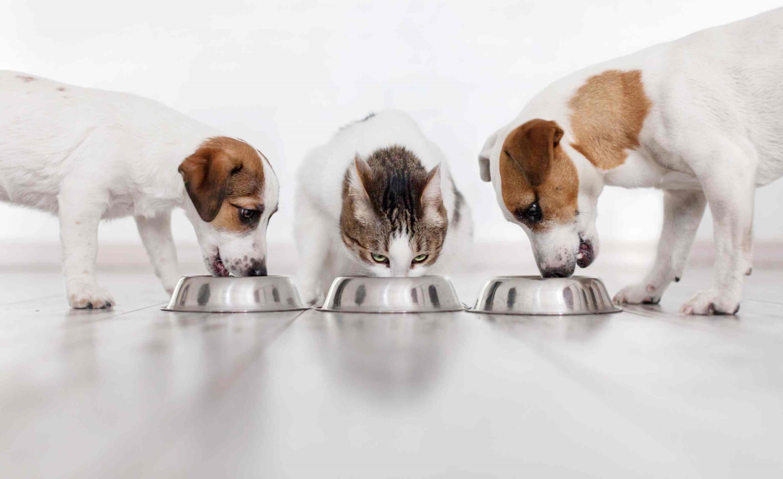 How to prevent nutritional deficiencies in canine diets