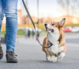 The dog’s needs to have a happy, balanced and healthy pet