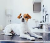 Information on dog skin diseases and their causes