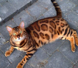 Bengali cat: history, personality, characteristics