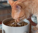 Common mistakes owners make when feeding cats