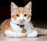 The cat’s collar. Do we have to use it even if he doesn’t leave the house?