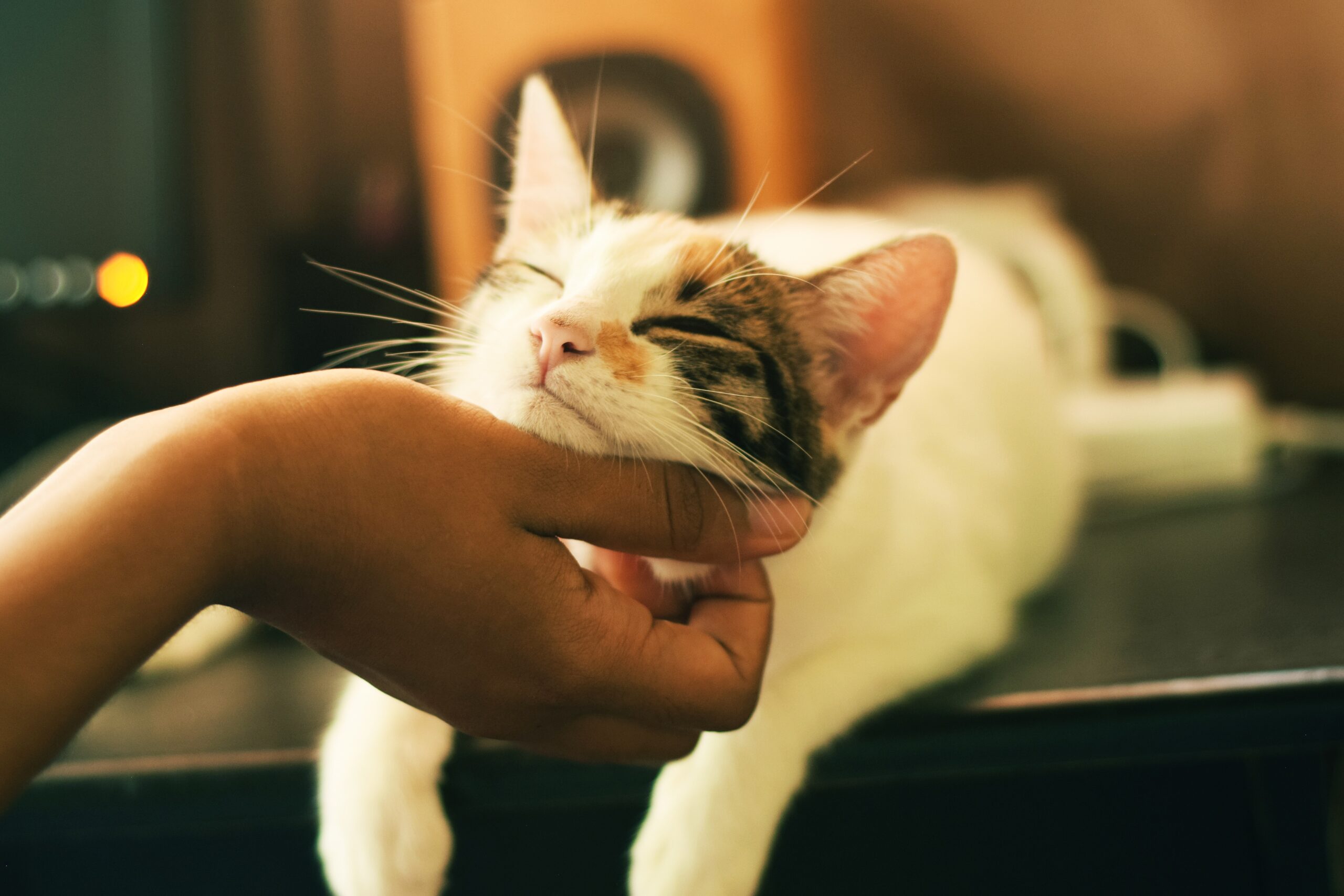 The joy of having a cat