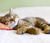 How do you get your cat to sleep at night?