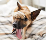 Find out how you can help fight animal violence