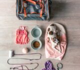 On holiday with your quadruped