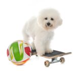 Bichon Frisé – a lovely and intelligent dog
