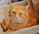 The advantages of owning a cat as a pet