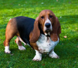 Basset Hound – a friendly and docile dog