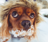How to prepare your pets for the cold season