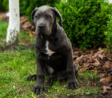 Does your dog show an exaggerated protective instinct? – Case study