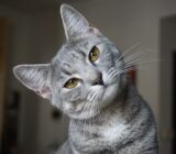 What irritates and stresses the cat?