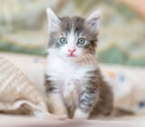 How to take care of a kitten? – The first 8 weeks of a kitten’s life (II)