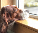 from owner negligence to dog breeding (II)
