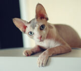 Sphynx cat: what is it like living with a hairless cat?