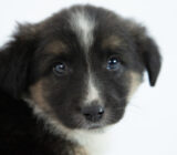 Types of dog fur and how to care for it