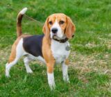 Beagle: An active and lovable dog