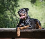 Rottweiler: find out everything about this breed